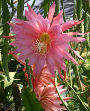 Pink Flair Orchid Cactus,  Epiphyllum Pink Flair, Epiphyllum 'Pink Flair'